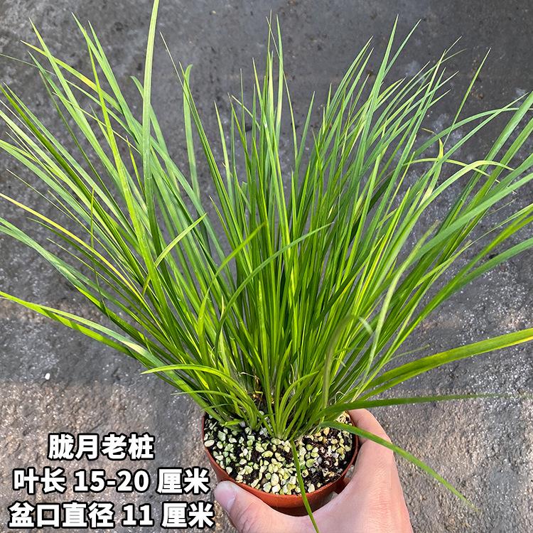 胧月老桩4