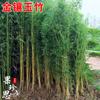 Plántulas de Bambú, Plantas de Bambú de Patio, Plantación Exterior Perenne, Bambú Púrpura Feng Shui para Balcón, Bambú Luohan en Maceta para Interior