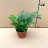 Planta em Vaso Samambaia Desejosa Samambaia Coração-a-Coração, Planta Foliar para Aquário de Floresta Tropical Tolerante à Sombra, Fácil de Manter para Micro-Paisagismo Interno de Escritório ou Estudo