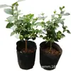 Planta en Maceta de Jazmín de Punta de Pluma Fuertemente Fragante para Interior, Balcón y Sala de Estar, Jazmín de Punta de Pluma de Flor Simple, Tallo Único, Planta Verde