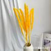 Caña Blanca Venta al Mayoreo Caña Pequeña Pastizal de Pampa Color Caña Flor Eterna Amazon para Flor de Caña Venta al Mayoreo