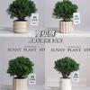 Evergreen Interior Balcón Patio Escarcha Plantas En Maceta Son Fáciles de Mantener y Viven en Escritorio Bonsái Verde Plantas Verdes Pinos