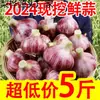 Ajo Nuevo 2025 de Piel Morada, Cabezas de Ajo Frescas, Ajo Húmedo Recién Desenterrado, Ajo Encurtido, Ajo Agridulce, Ajo Laba, Ajo Fresco de Piel Roja