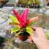 Piña Linda Colorida Piña Selva Tropical Tanque de Agua y Tierra Ecológico Plantas Acuáticas Terrario para Reptiles Paisajismo Plantas Epífitas de Uso Común