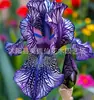Sementes de rizoma de íris de flor azul, sementes de flores de bulbo, fáceis de cultivar e florescem o ano todo, adequadas para paisagismo de jardim e plantas em vasos
