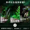 Na Cidade VaziaOrquídea Gema Elétrica, Orquídea Folha de Sangue, Orquídea Pedra, Orquídea Cipó, Epífitas, Micro Paisagem de Musgo