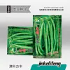 Fabricante Original Venta al por Mayor Gran Cantidad de Semillas de Verduras de Cuatro Estaciones Semillas de Frutas para Macetas de Balcón Lista Completa de Semillas de Colza