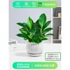 Plantas em Vasos de Diamante Dourado, Plantas de Diamante Platina, Flores de Interior Fáceis de Cuidar para Preguiçosos, Plantas Verdes de Folhas Grandes Hidropônicas, Plantas Suculentas