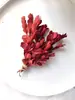 Paquete de materiales DIY hecho a mano flores mixtas plantas flores secas estilo bosque de jardín de infantes creación de anillos decoración piñas de Navidad