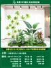 Paisagismo de Planta Artificial Varanda Arranjo de Paisagem Escada Interna Sob Árvore de Flores Artificiais Decoração Biomórfica Planta Verde Paisagismo Combinação
