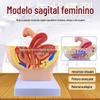 Sistema pélvico feminino sistema reprodutor tuba uterina bexiga vagina reto modelo anatomia sagital pélvica