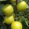 Pera de Piel Verde Dangshan, Su Cui No. 1 Pera Corona, Pera Fresca Crujiente de Temporada, Caja Completa de Fruta Fresca Crujiente, Dulce y Jugosa