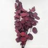 Hoja de eucalipto de hoja de manzana inmortal, flor eterna de Yunnan, flor de preservación, caja de regalo DIY, material de cubierta de vidrio, fábrica al por mayor