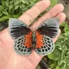 Venta Directa al Por Mayor de Fábrica de Especímenes Reales de Mariposas con Alas Extendidas, Diversos Insectos y Escarabajos, Accesorios para Fotos, Educación Científica, Especímenes Naturales