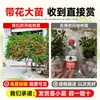 Mudas de Osmanthus, Árvores de Osmanthus, Osmanthus Dourado, Florais de Quatro Estações, Plantas em Vasos para Interior, Fácil de Cultivar no Quintal, Velhos Troncos Preciosos, Resistente ao Frio do Norte