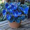 [E-commerce Transfronteiriço] Sementes de Flor Borboleta Lunar Sementes de Borboleta Sementes de Flor Viola Sementes de Flores para Jardim de Quintal