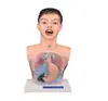 Modelo humano novo transparente para lavagem gástrica com aviso modelo transparente para lavagem gástrica