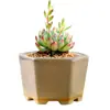 Liquidación Especial Creativo Suculenta Maceta Pequeña Cerámica Transpirable Diámetro Grande y Pequeño Maceta Retro para Plantas