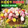 Mudas de Onze-horas de pétalas duplas, raízes perenes, ramos com raízes e botões florais, plantas em vaso, fáceis de cultivar em ambientes internos e externos, flores em todas as estações, plantas verdes, florindo