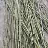 Caña de bambú enrejado para huerto valla anticorrosión cerramiento balcón jardín exterior pepino frijoles plantas trepadoras poste de soporte para plantas