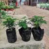 Aspargos em vaso estilo medieval, plantas florais de interior durante todo o ano, bonsai perene, plantas verdes para sala de estar, escritório e mesa, fáceis de cuidar.