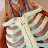 85CM Modelo de Tronco Humano de Meio Corpo Sem Órgãos de Fábrica Direto 17 Peças Removíveis Modelo de Ensino Biomédico