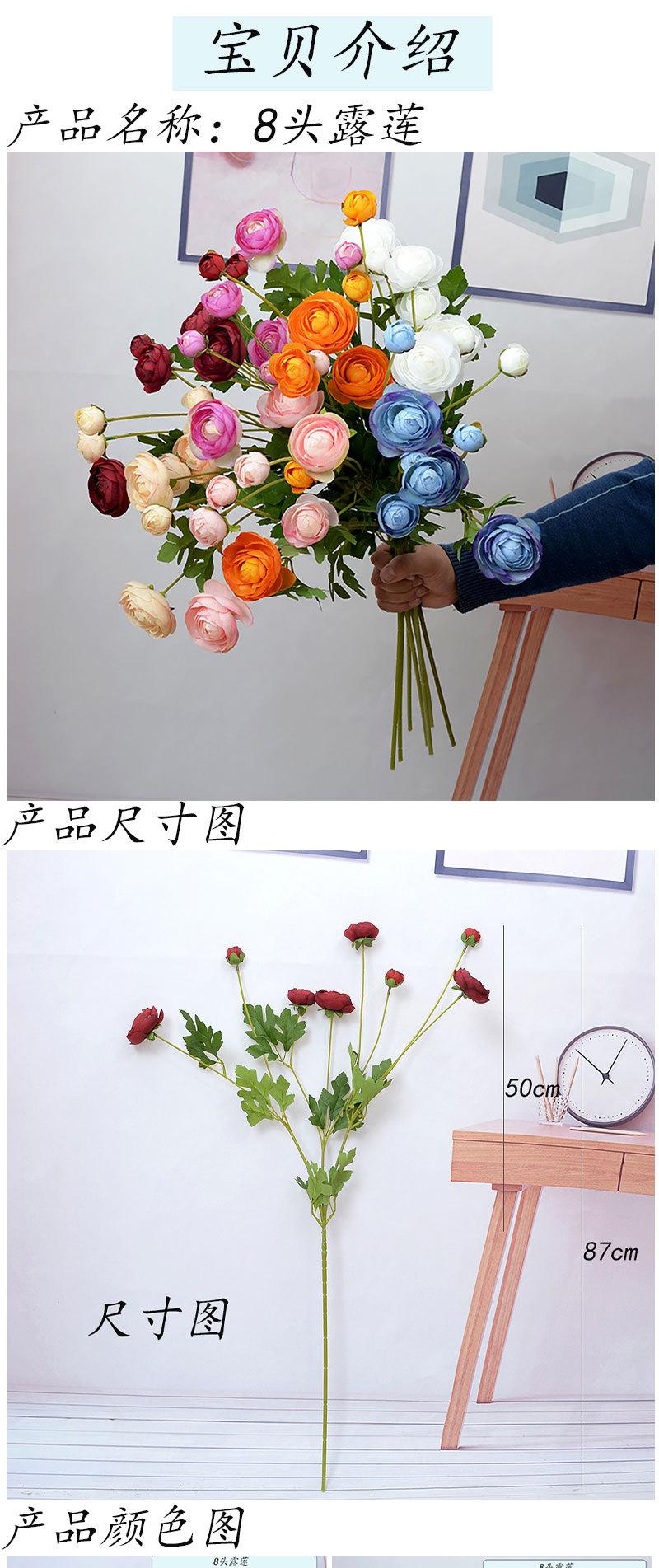 8头露莲_01.jpg
