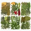 Planta Folha Verde Espécime Folhas Flores Secas Jardim de Infância Material Artesanal Adesivo Folhas Reais DIY Cola de Gota Moldura de Foto Embossado