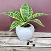 Serie de Plantas Verdes Bonsái Pequeño Planta Artificial Hojas de Cinta Serigrafiada Fulin de 7 Puntas Hogar Balcón Pequeños Adornos en Maceta