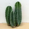 Cacto Colunar Suculento Planta em Vaso Estilo Nórdico Interna Grande Sala de Estar Suculenta de Fácil Cuidado Cacto Sem Espinhos Planta Verde