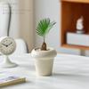 Árbol de Hierro Bebé en Maceta Estación de Trabajo de Oficina Plantas Verdes y Florales Son Fáciles de Cuidar para Todas las Estaciones, Plantas Resistentes al Calor y al Sol para Principiantes