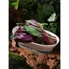 Vajilla estilo hot pot Shanhuansanshanshan, plato de tres crujientes de verduras, plato en forma de barco de hongo enoki con imitación de veta de madera