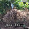 Plántulas de naranjo dulce de roca, injertadas, extra grandes, para patio, plantadas en el suelo, envío directo