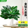 Planta Diamante Dorado en Maceta Grande, Planta Hidropónica Princesa Verde para Oficina, Planta Verde con Hojas Grandes que Elimina el Formaldehído