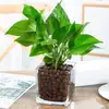 Plantas hidropónicas, Reina Ruyi, plantas en maceta, potos, plantas de interior, gardenia, palma roja, rojo auspicioso, flores verde jade