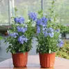 Planta Verde em Vaso em Formato de Pirulito Floco de Neve Azul Floresce o Ano Todo, Fácil de Cuidar, Mudas Grandes com Botões de Flores, Flores Resistentes ao Calor para Varanda e Jardim