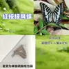 Especímenes de Mariposas Reales para Práctica, Mariposas Originales con Alas Sin Abrir, Materiales DIY para Espécimenes de Insectos, Mariposas Monarca, Insectos Originales, Mariposas Cola de Golondrina