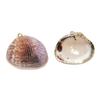 Collar con colgante de concha de Phnom Penh galvanizada, caracol del dinero, caracol de hadas, accesorios