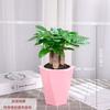 Árvore da Fortuna Não Requer Luz Solar, Planta de Interior em Vaso, Planta Verde, Pequena Árvore da Fortuna, Planta Perene Pequena Grande de Caule Grosso