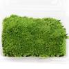 Micro-Paisagismo Flor Musgo Planta Musgo Natural Musgo de Cabelo Branco Pequeno Musgo 13*10cm Musgo Vivo