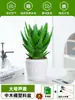 Ciudad sin Noche Planta de Aloe Vera en Maceta Planta Verde Purificadora de Aire de Interior Suculenta para Escritorio de Oficina Flor de Cuatro Estaciones Cactus Plántula de Aloe Vera