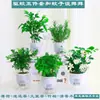 Plantas Hidropónicas de Menta en Maceta Repelen Mosquitos, Hojas Comestibles de Menta Limón, Hierba Repelente de Mosquitos de Romero para Interiores, Plantas Verdes Son Fáciles de Mantener