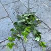 Fábrica de Plantas Verdes Artificiales 2 horquillas golden retriever perro Ridge Jiuri caballo Madera borracha eucalipto boda Hoja Verde Mayoreo