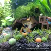 Peixe Bola Fênix Holandês Onda Dourada Bola Azul Pargo Pequeno Peixe Bola Pikachu Pequeno Piscicultura de Peixes Ornamentais Tropicais Atacado