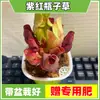 Las plantas carnívoras en maceta son plantas verdes perennes que atrapan y comen insectos, repelen mosquitos y son fáciles de mantener en balcones y en interiores.. Son flores resistentes al calor