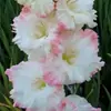 Bulbos de Gladiolo y Flor de Acanthopanax, plántulas de flores en maceta, perenne, resistente al frío, fáciles de cultivar y mantener durante todo el año, bulbos florales con capullos