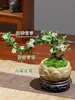 Junho Neve Bonsai Planta em Forma de Penhasco Sala de Estar Interna Mesa Tronco Velho Musgo Planta Vaso Fácil de Manter Flores em Todas as Estações