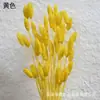 [Flores Secas Capim Gema] Capim Gema Flores Secas Arranjos de Flores DIY com Flores e Capim