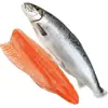 Salmón Fresco de Xinjiang Listo para Comer Sashimi Sushi Entero Filete de Trucha Arcoíris Sin Espinas Venta al por Mayor
