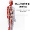 Modelo de acupuntura humana de alta definición de 85CM modelo óseo muscular visceral modelo de punto de acupuntura de meridiano de medicina tradicional china modelo de bronce